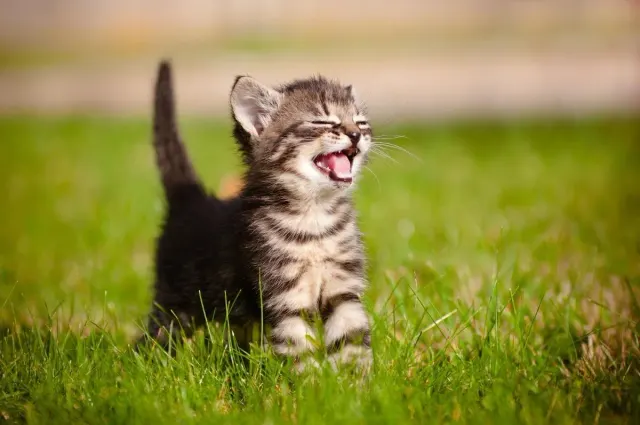 Kitten... <3